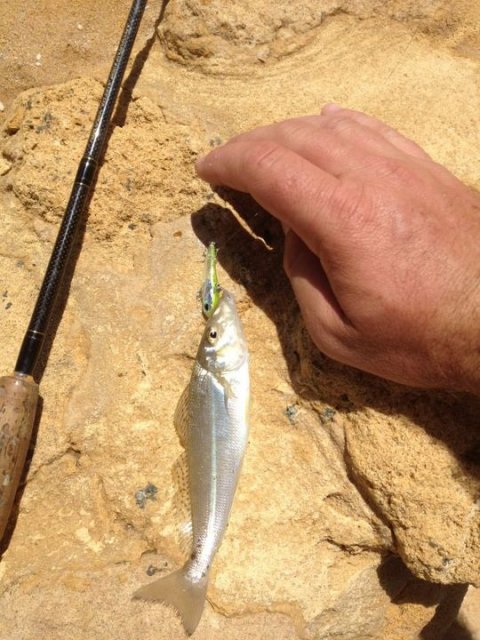 one of the many whiting that wouldnt leave us alone whilst fishing for flatties